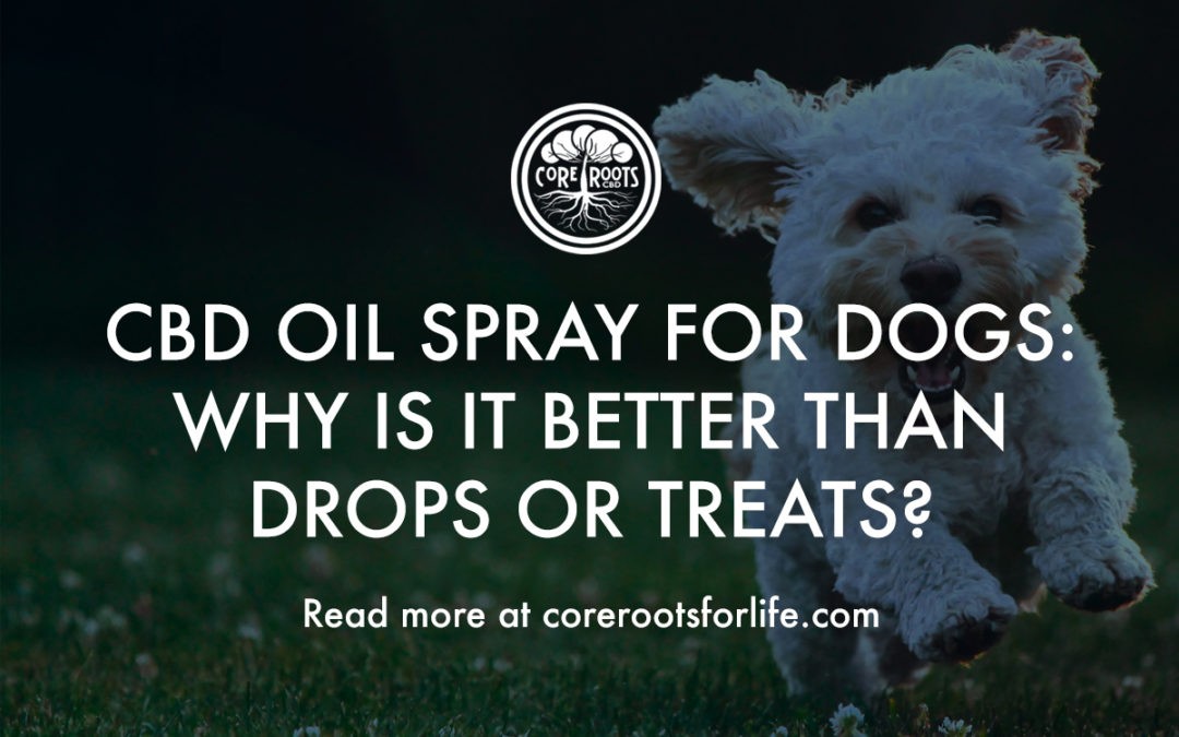 CBD Oil Spray For Dogs: Why Is It Better Than Drops or Treats?