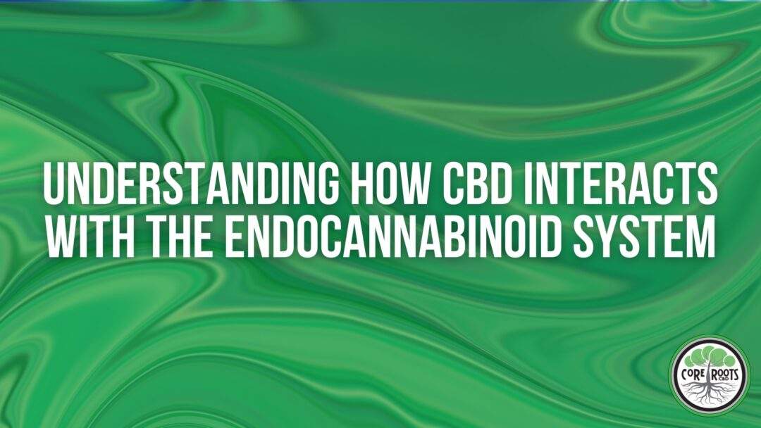 Understanding How CBD Interacts with the Endocannabinoid System