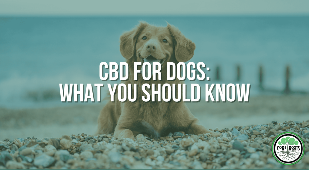CBD For Dogs: What You Should Know